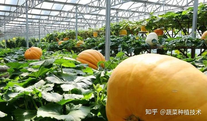 菜博会上你看见的巨型南瓜无土栽培技术！