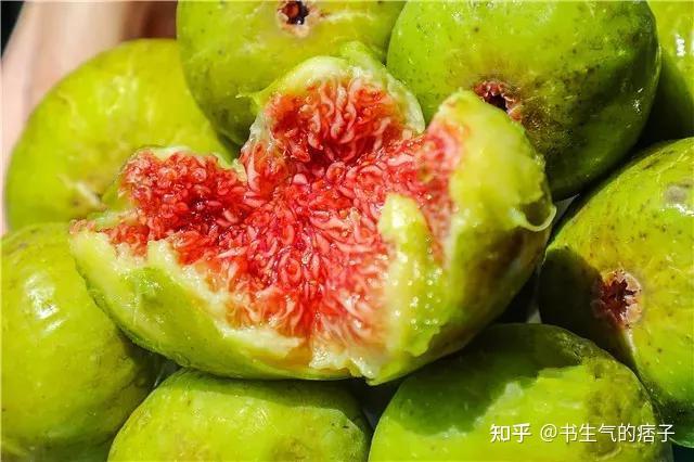 每日农经无花果种植视频_无花果的种植视频_无花果种植技术视频