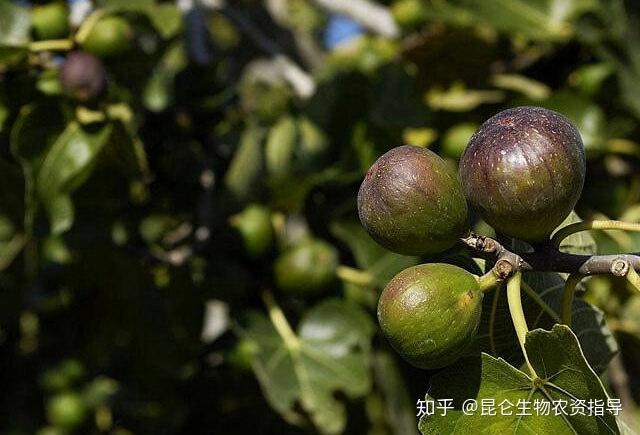 无花果膨大素哪个牌子的好？无花果专用膨大剂哪个好？无花果果实膨大用“金泰靓”！