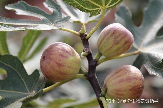 无花果种植技术视频_无花果的种植视频_无花果种植技术视频农广天地