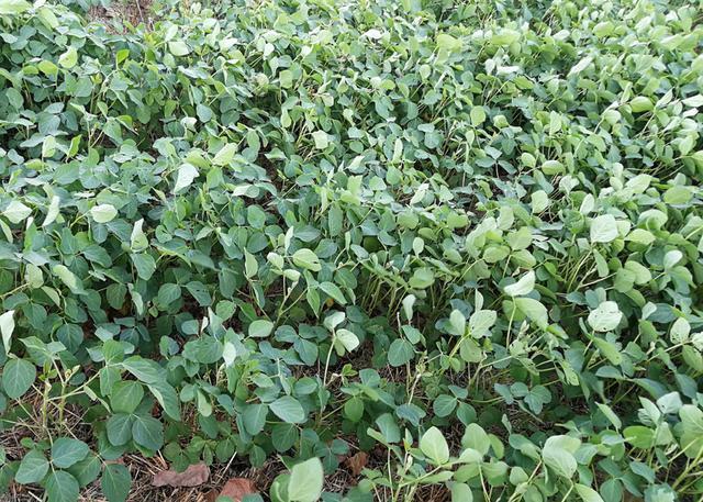 种植大豆不结荚怎么办？5点防治方法，大豆结荚多促高产