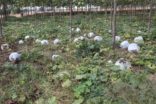冬瓜几月份种植？露地冬瓜种植时间方法