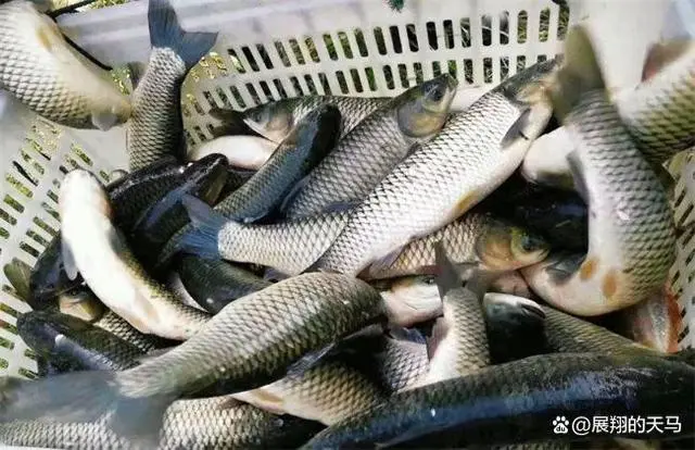 脆肉鲩在养殖过程中为什么要用蚕豆？