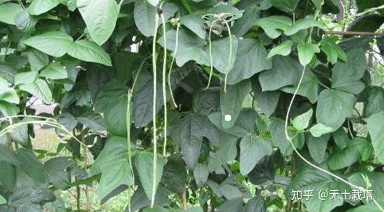 冬季大棚豇豆管理五注意！大棚豇豆种植如何越冬!
