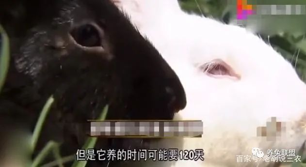 养殖肉兔挣钱吗_致富经肉兔养殖_养殖肉兔的利润和成本