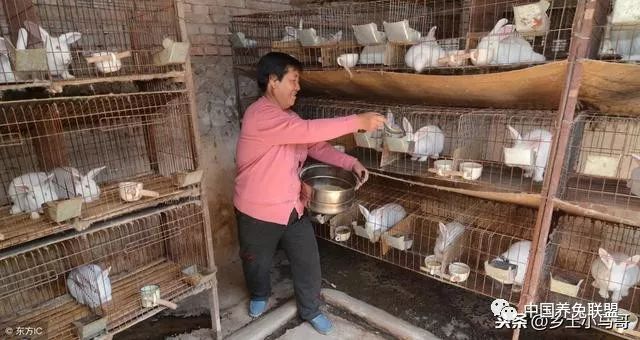 肉兔养殖_农村养殖肉兔赚钱吗_致富经肉兔养殖