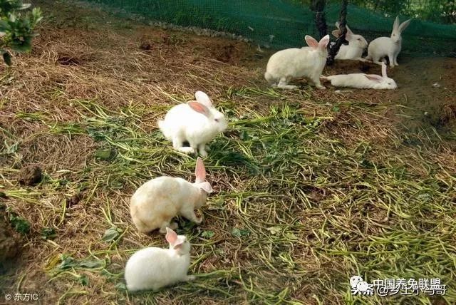 农村养殖肉兔赚钱吗_致富经肉兔养殖_肉兔养殖