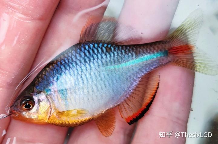 南京地区原生鱼虾等资源整理
