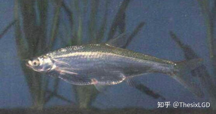 怎么养棒花鱼_棒花鱼吃什么饲料_棒花鱼养殖技术