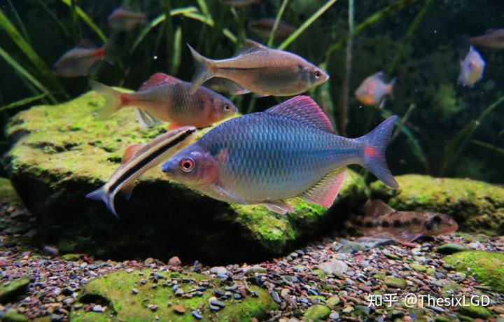 怎么养棒花鱼_棒花鱼养殖技术_棒花鱼吃什么饲料