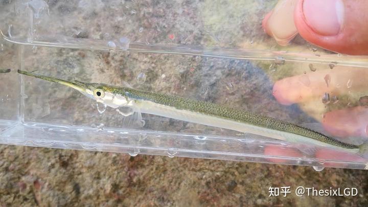 棒花鱼养殖技术_棒花鱼吃什么饲料_怎么养棒花鱼