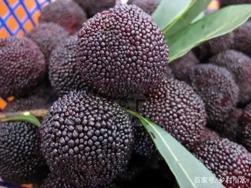 衡阳种植杨梅致富_衡阳杨梅采摘基地_衡阳摘杨梅