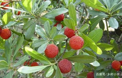 衡阳杨梅采摘基地_衡阳摘杨梅_衡阳种植杨梅致富