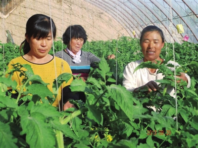 乌苏养殖场_乌苏种植致富项目_致富种植乌苏项目介绍