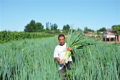 乌苏养殖场_乌苏种植致富项目_致富种植乌苏项目介绍