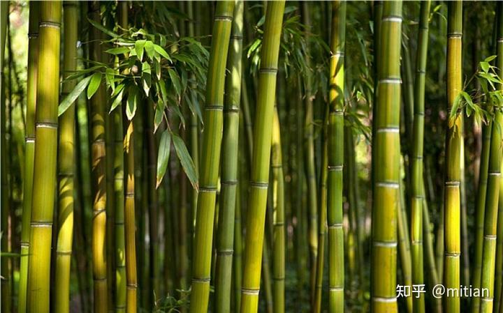 致富竹子种植图片欣赏_竹子种植致富图片_致富竹子种植图片大全