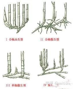致富竹子种植图片欣赏_竹子种植致富图片_致富竹子种植图片大全