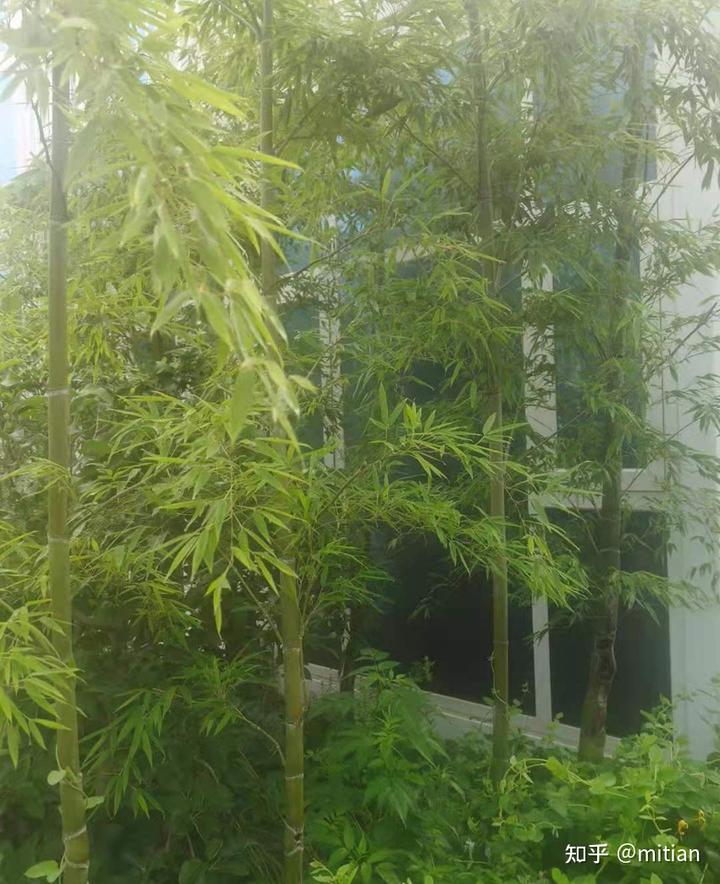 致富竹子种植图片欣赏_竹子种植致富图片_致富竹子种植图片大全