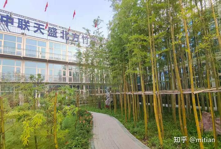 致富竹子种植图片欣赏_致富竹子种植图片大全_竹子种植致富图片