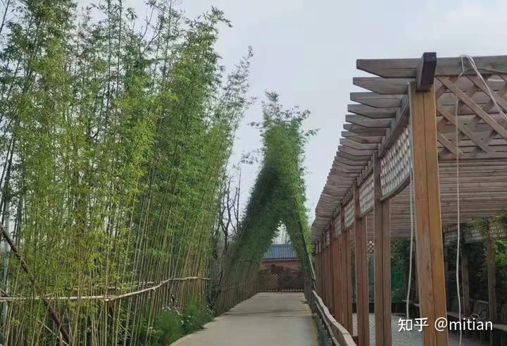 竹子种植致富图片_致富竹子种植图片欣赏_致富竹子种植图片大全