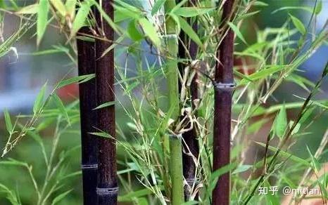 竹子种植致富图片_致富竹子种植图片欣赏_致富竹子种植图片大全