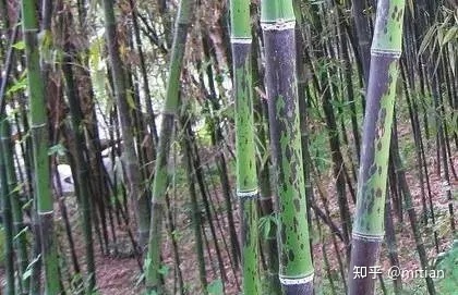 竹子种植致富图片_致富竹子种植图片欣赏_致富竹子种植图片大全