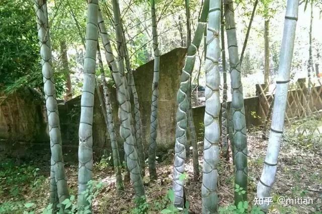 竹子种植致富图片_致富竹子种植图片欣赏_致富竹子种植图片大全