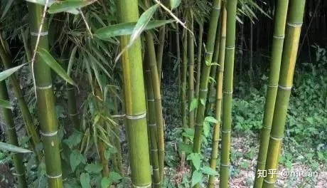 致富竹子种植图片大全_竹子种植致富图片_致富竹子种植图片欣赏