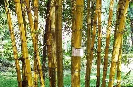 致富竹子种植图片大全_竹子种植致富图片_致富竹子种植图片欣赏