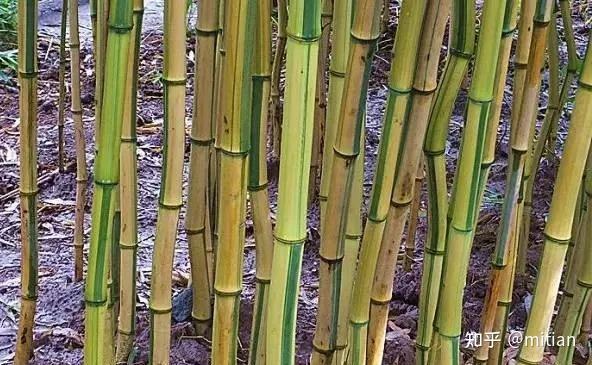 致富竹子种植图片大全_竹子种植致富图片_致富竹子种植图片欣赏