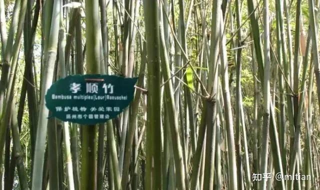 致富竹子种植图片大全_竹子种植致富图片_致富竹子种植图片欣赏