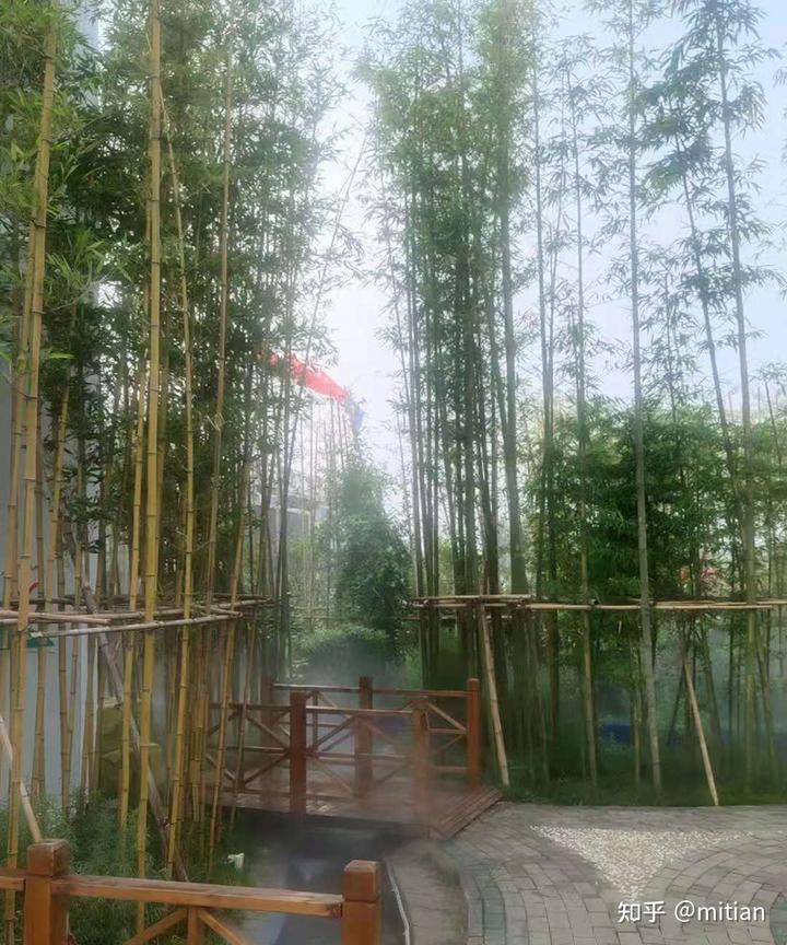 致富竹子种植图片欣赏_致富竹子种植图片大全_竹子种植致富图片