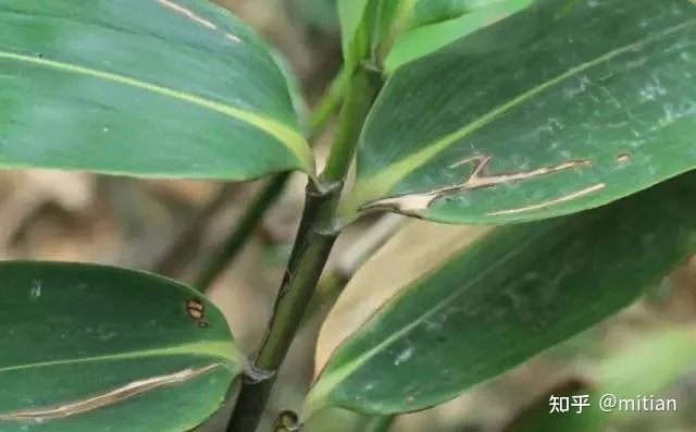 竹子种植致富图片_致富竹子种植图片欣赏_致富竹子种植图片大全