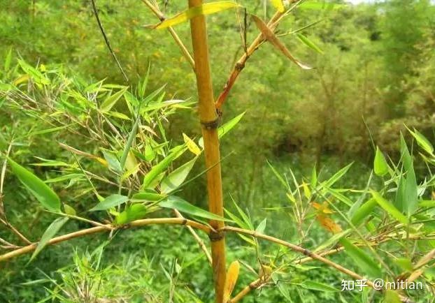 致富竹子种植图片大全_致富竹子种植图片欣赏_竹子种植致富图片