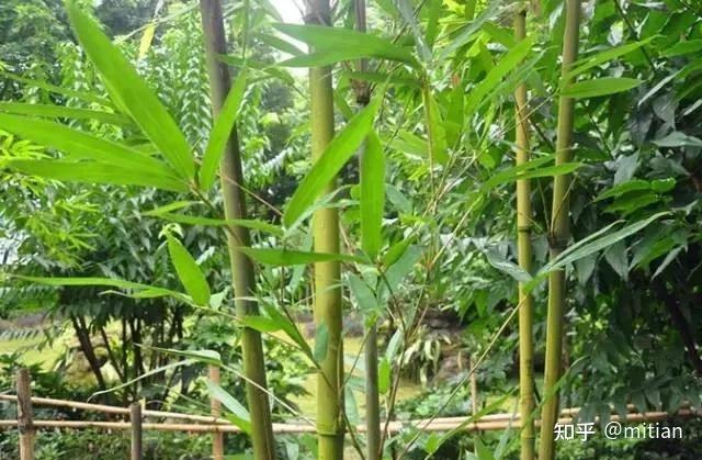 竹子种植致富图片_致富竹子种植图片大全_致富竹子种植图片欣赏