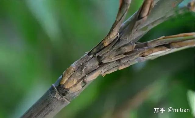 致富竹子种植图片大全_致富竹子种植图片欣赏_竹子种植致富图片