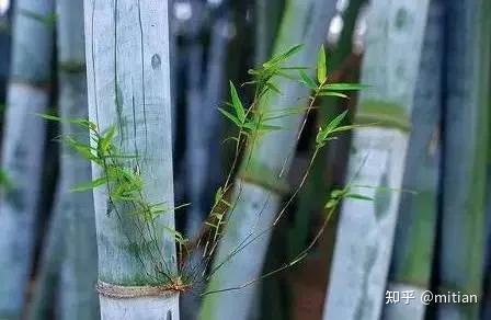 致富竹子种植图片大全_致富竹子种植图片欣赏_竹子种植致富图片