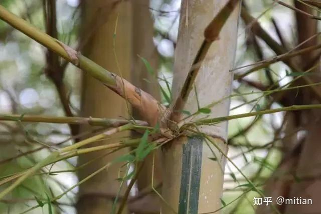 致富竹子种植图片大全_致富竹子种植图片欣赏_竹子种植致富图片