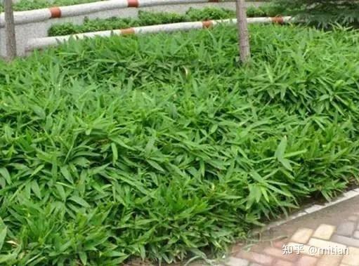 致富竹子种植图片欣赏_竹子种植致富图片_致富竹子种植图片大全