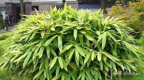 竹子种植致富图片_致富竹子种植图片大全_致富竹子种植图片欣赏