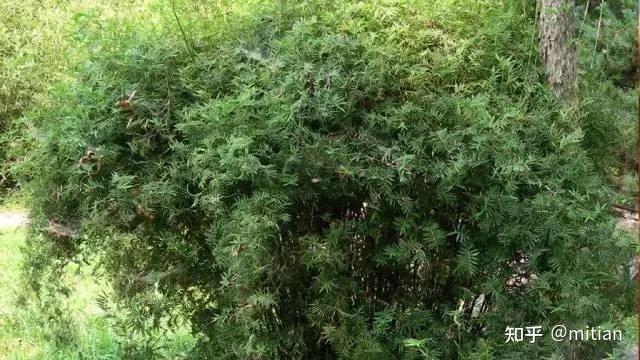 致富竹子种植图片欣赏_致富竹子种植图片大全_竹子种植致富图片