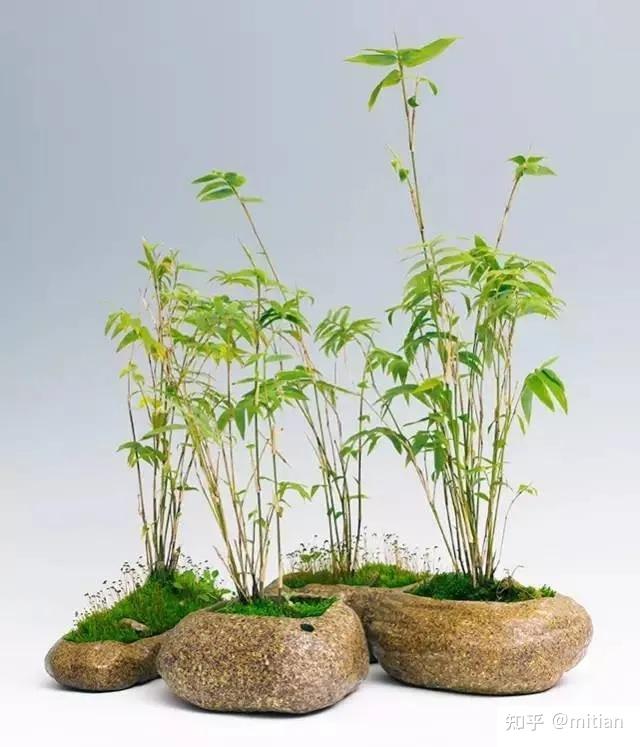 致富竹子种植图片大全_致富竹子种植图片欣赏_竹子种植致富图片