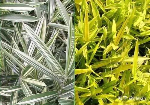 致富竹子种植图片欣赏_致富竹子种植图片大全_竹子种植致富图片