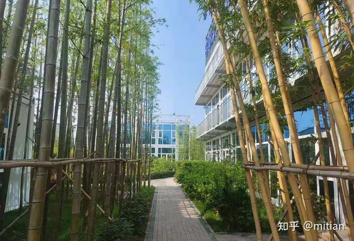 致富竹子种植图片大全_致富竹子种植图片欣赏_竹子种植致富图片