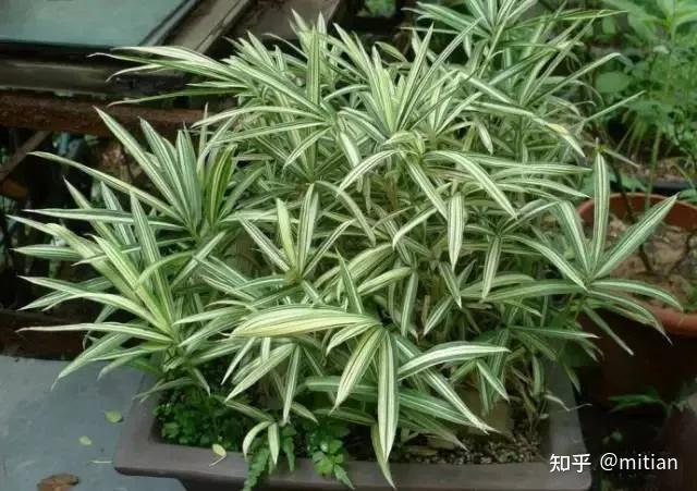 竹子种植致富图片_致富竹子种植图片大全_致富竹子种植图片欣赏