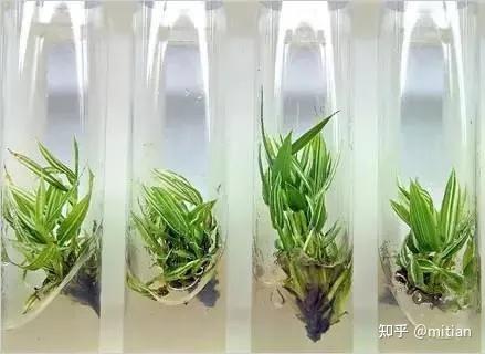 竹子种植致富图片_致富竹子种植图片欣赏_致富竹子种植图片大全