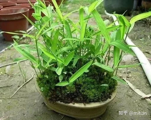 致富竹子种植图片大全_致富竹子种植图片欣赏_竹子种植致富图片