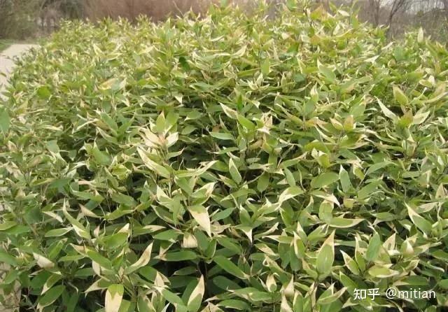 致富竹子种植图片大全_竹子种植致富图片_致富竹子种植图片欣赏