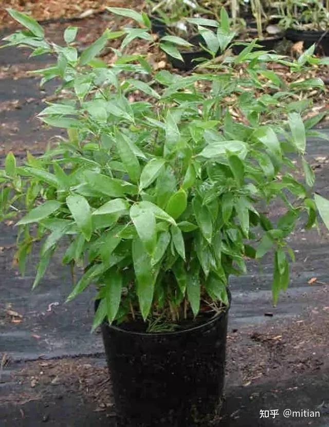 致富竹子种植图片欣赏_致富竹子种植图片大全_竹子种植致富图片