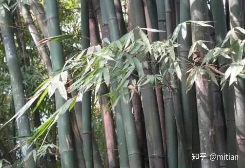 致富竹子种植图片欣赏_竹子种植致富图片_致富竹子种植图片大全